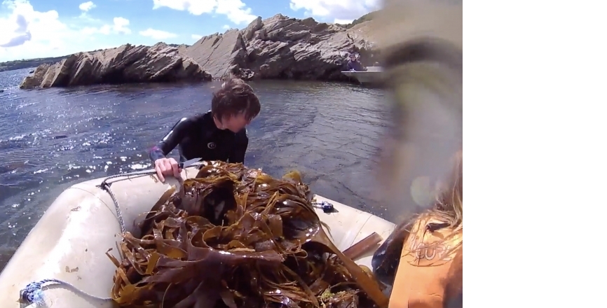 Gathering Kelp