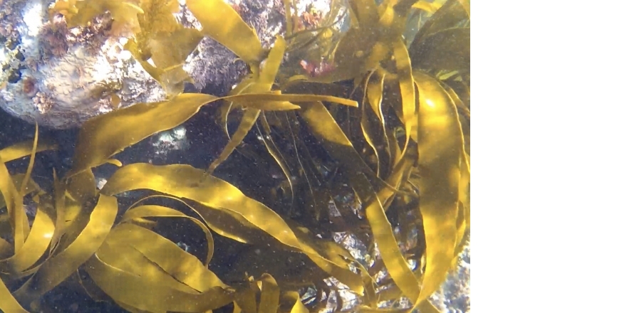 Kelp